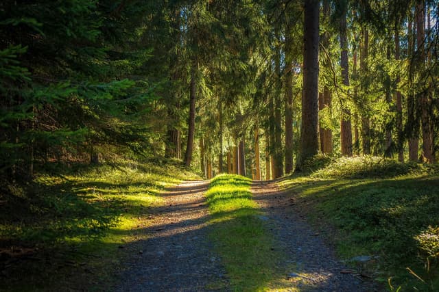 Ein Schotterweg schlängelt sich durch einen sonnendurchfluteten, grünen Wald mit hohen Bäumen.